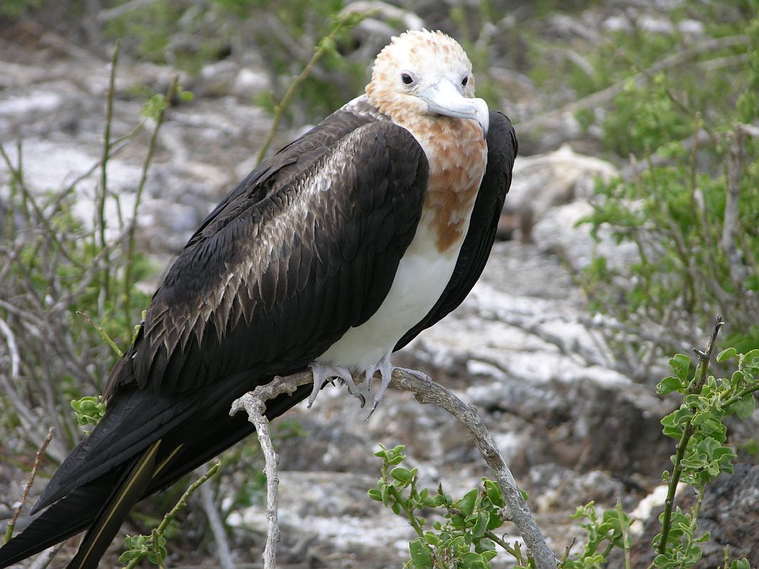 Galapagos 7-2-07 Genovesa Darwin Bay Juvenile Great Frigatebird